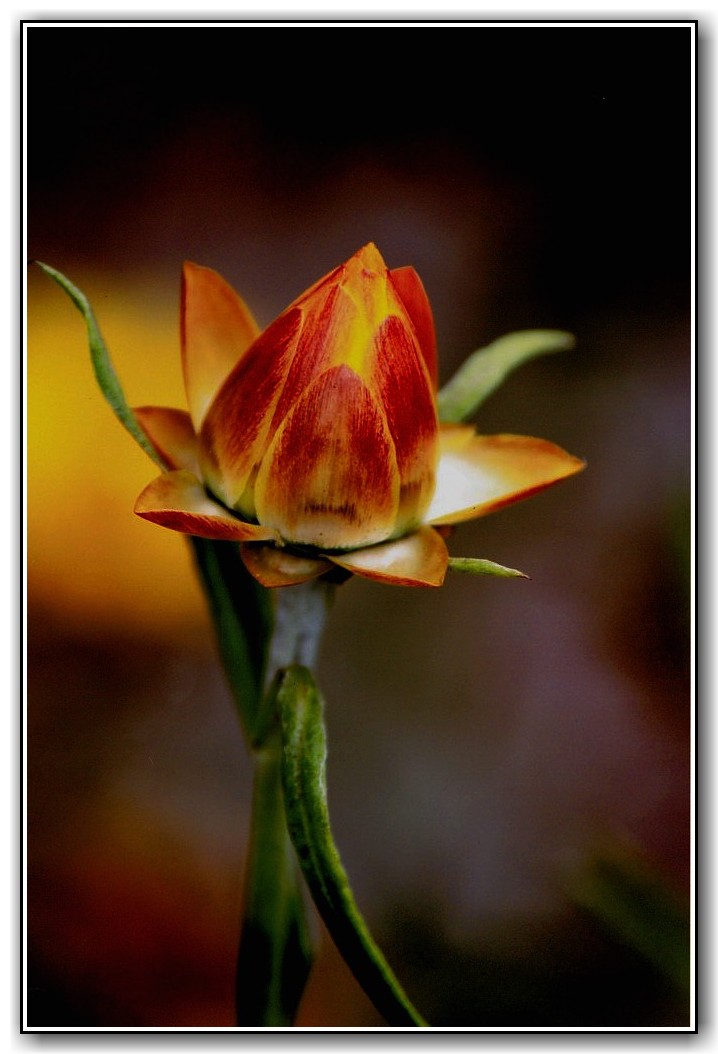 1st "Colour of Fire" Eloise Bannerman, Canberra High School