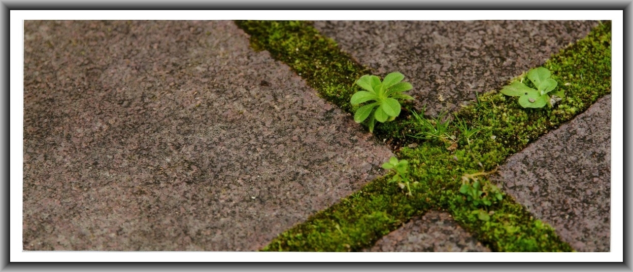 Commended High school - Colour Georgia Kinnane, Canberra Girls Grammar "Where Paths Meet"