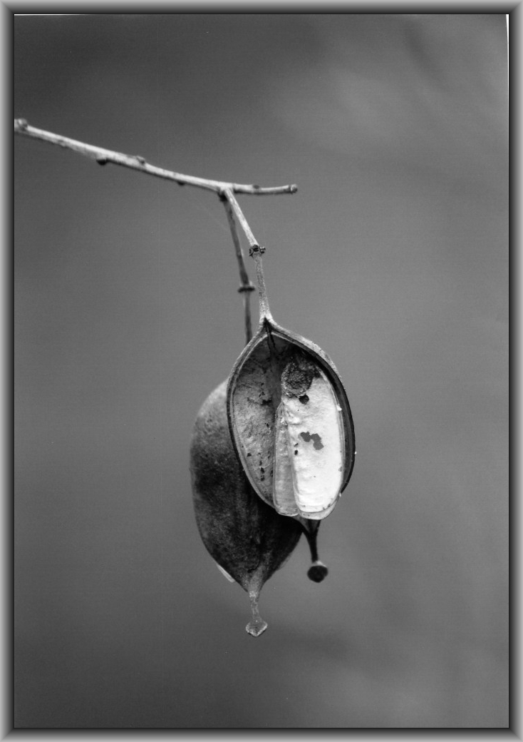 Second Prize: Darcey Lewis, St Clare's College "Pendulum"