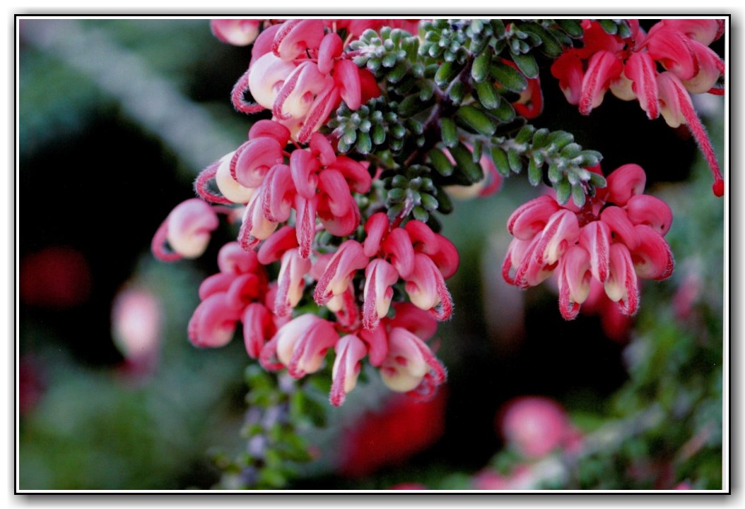 3rd Prize High School Colour Anna Harper, Canberra High School "Pink Sherbet"