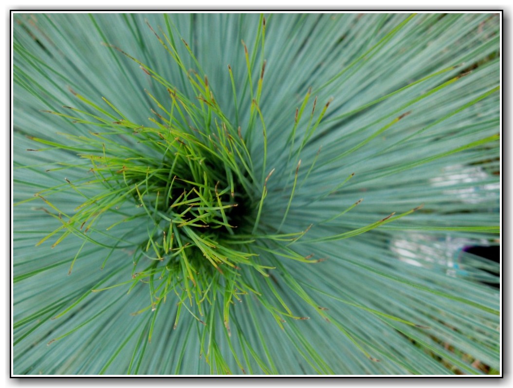 2nd Prize High School Colour Morgan Shepherd, Canberra High School "Dance of Nature"