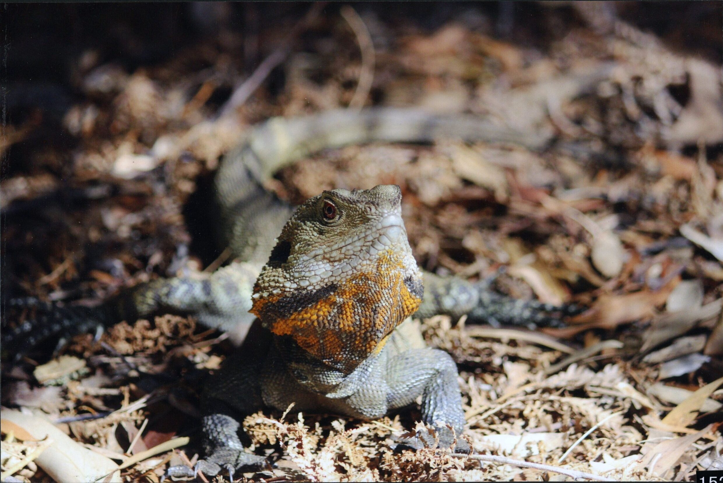 3rd Prize High School - Colour Alexandra Williams, Canberra High School "Sunset lizard"