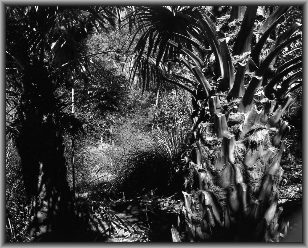 Highly Commended: Jenico Viduya, Queanbeyan High "Tranquility"