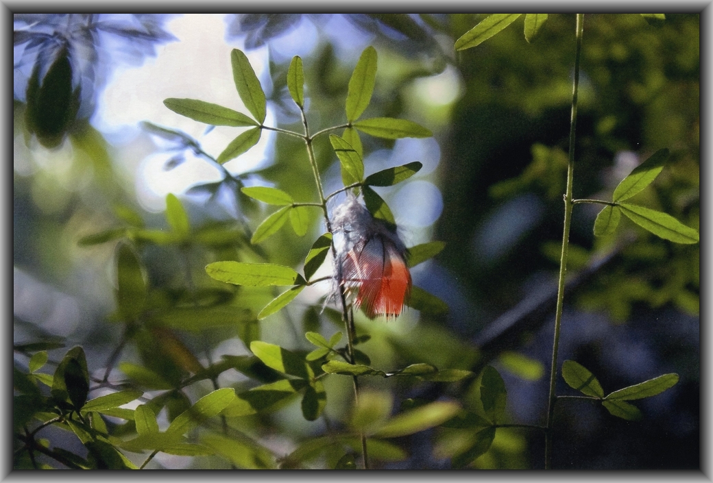 Commended High school - Colour Oliver Armstrong, Orana Steiner School "A Glimpse of What Has Been"