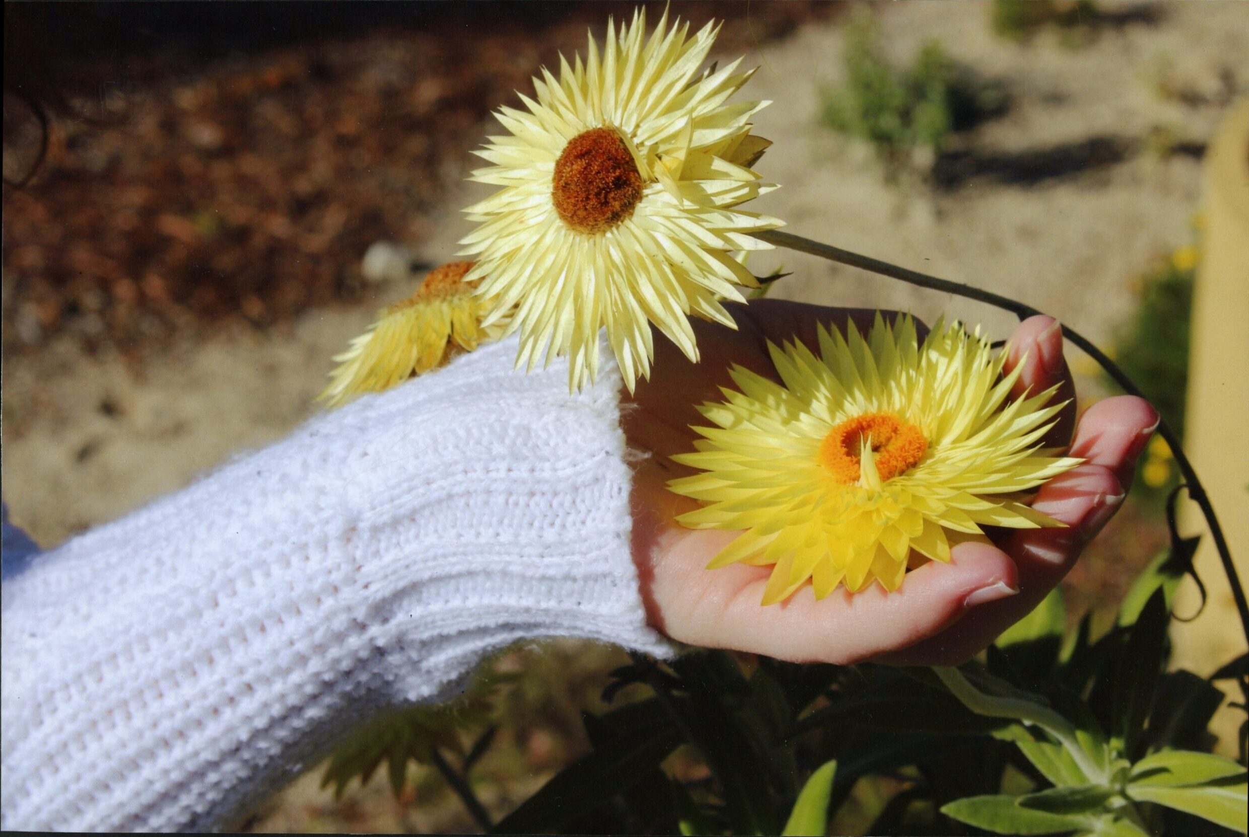 Commended High School - Colour Nicholas Campion, Canberra High School "A Handful of Sunshine"