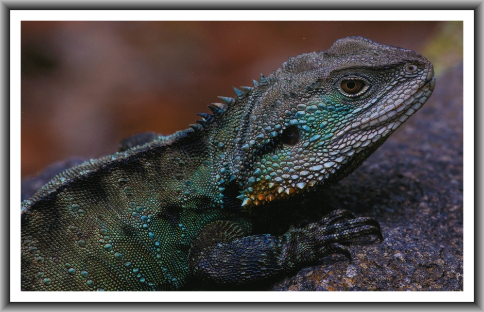 Commended Altered images Brett Allen, Canberra College "Dragon"