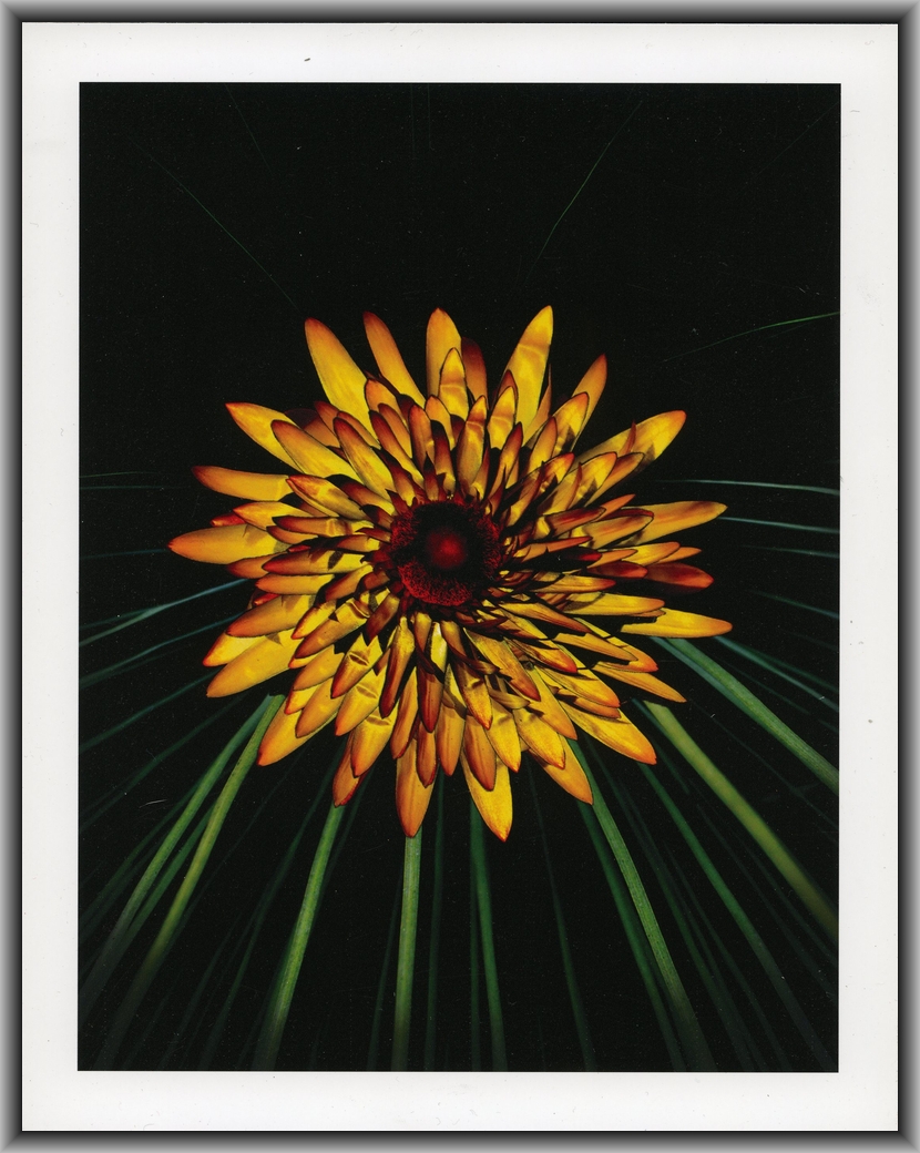 2nd Prize Altered images Margaret Whitbread, Canberra College "Neon Dandelion"
