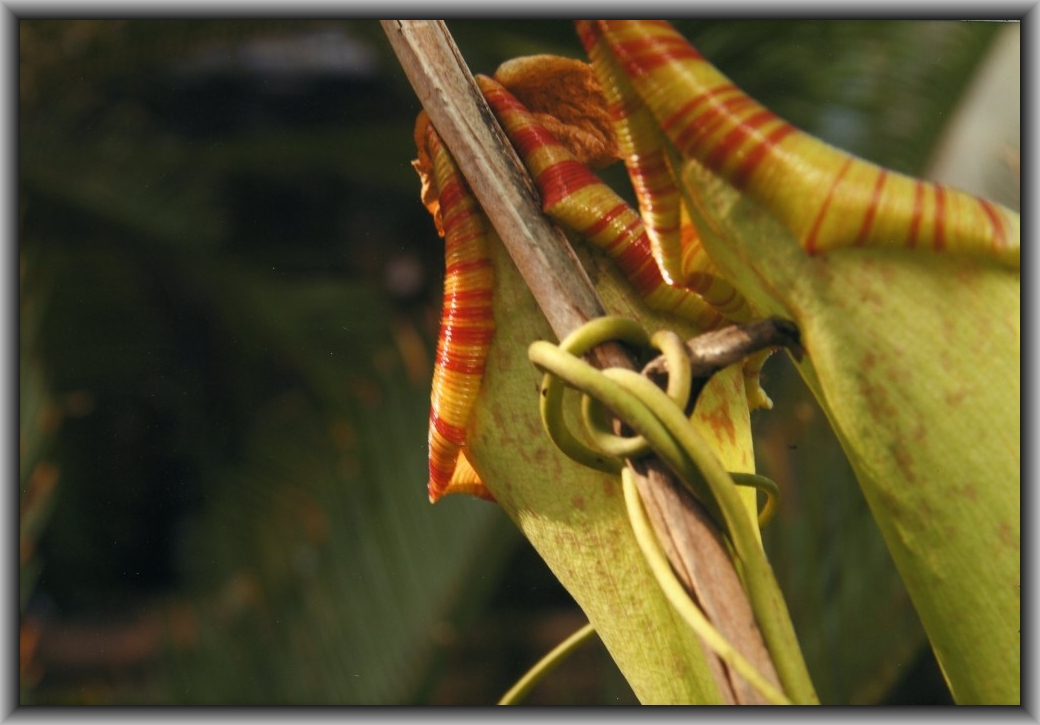 Second Prize: Noah Styles, Canberra College "Entanglement"