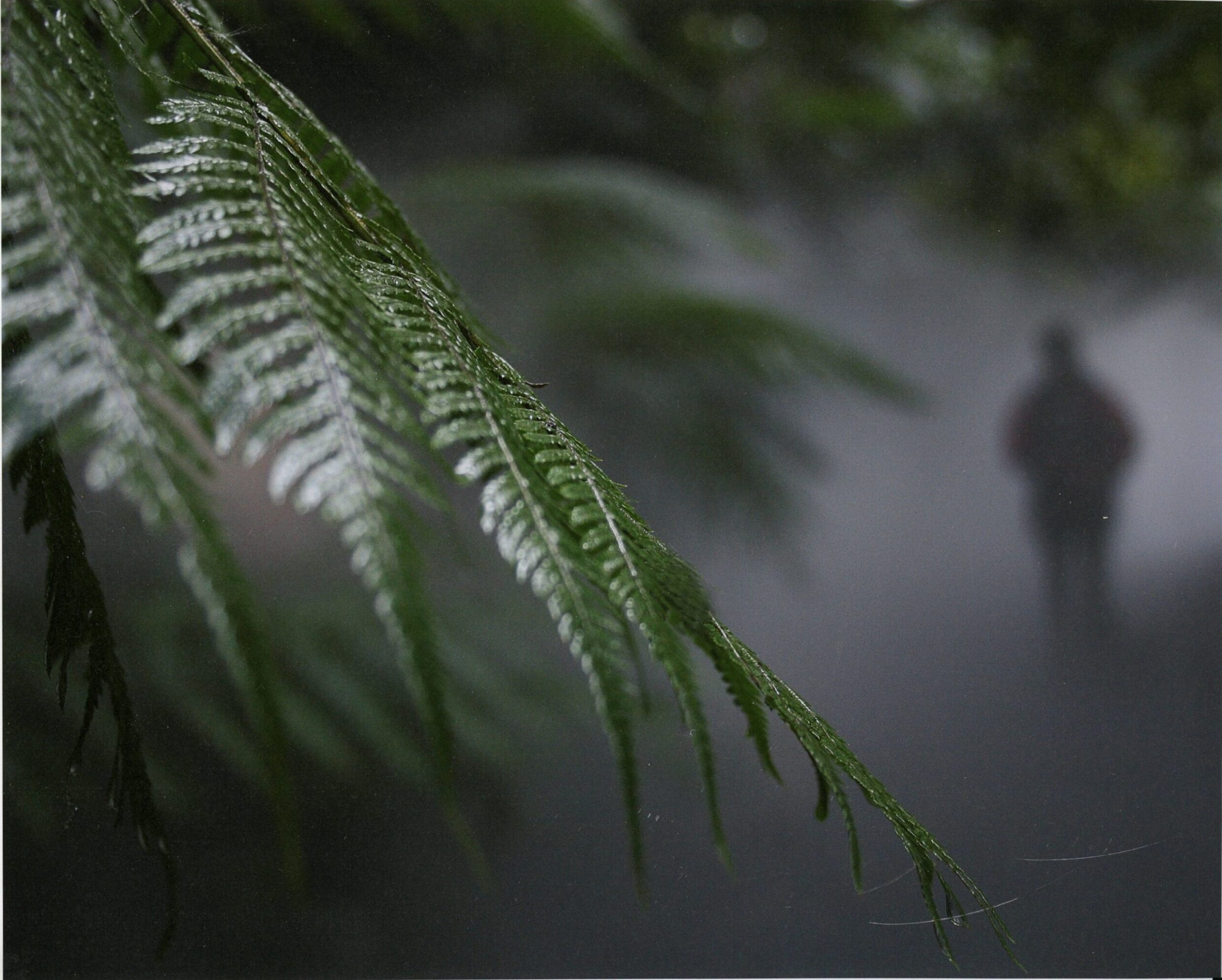 2nd Prize College - Colour Kristen Zeller, Canberra College "Ghost"