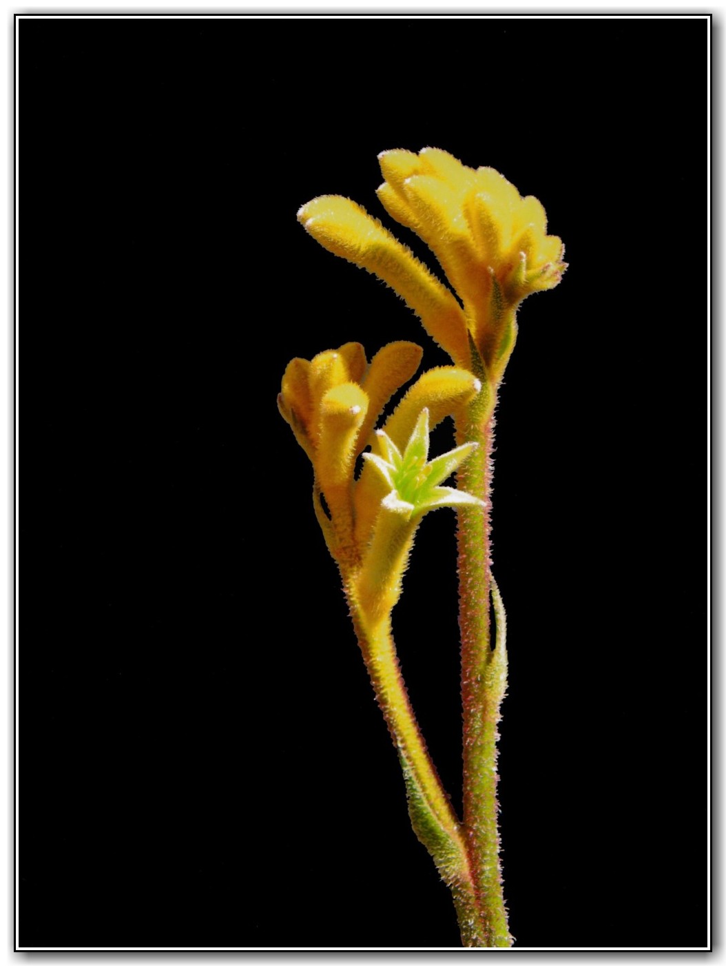 Highly Commended Open - Digital/Photographic Effects Margaret Palazzo, Canberra High School "Kangaroo Paw "
