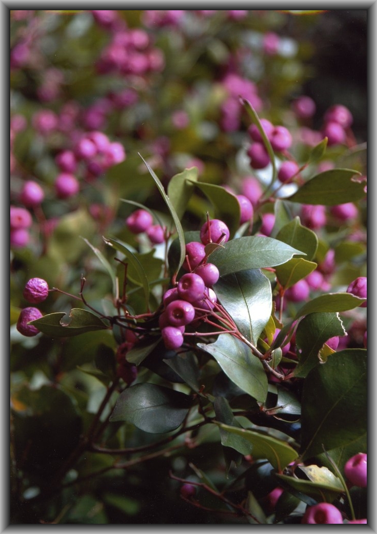 Highly Commended: Angela Stapleton, St Clare's College "Pink Beauty"