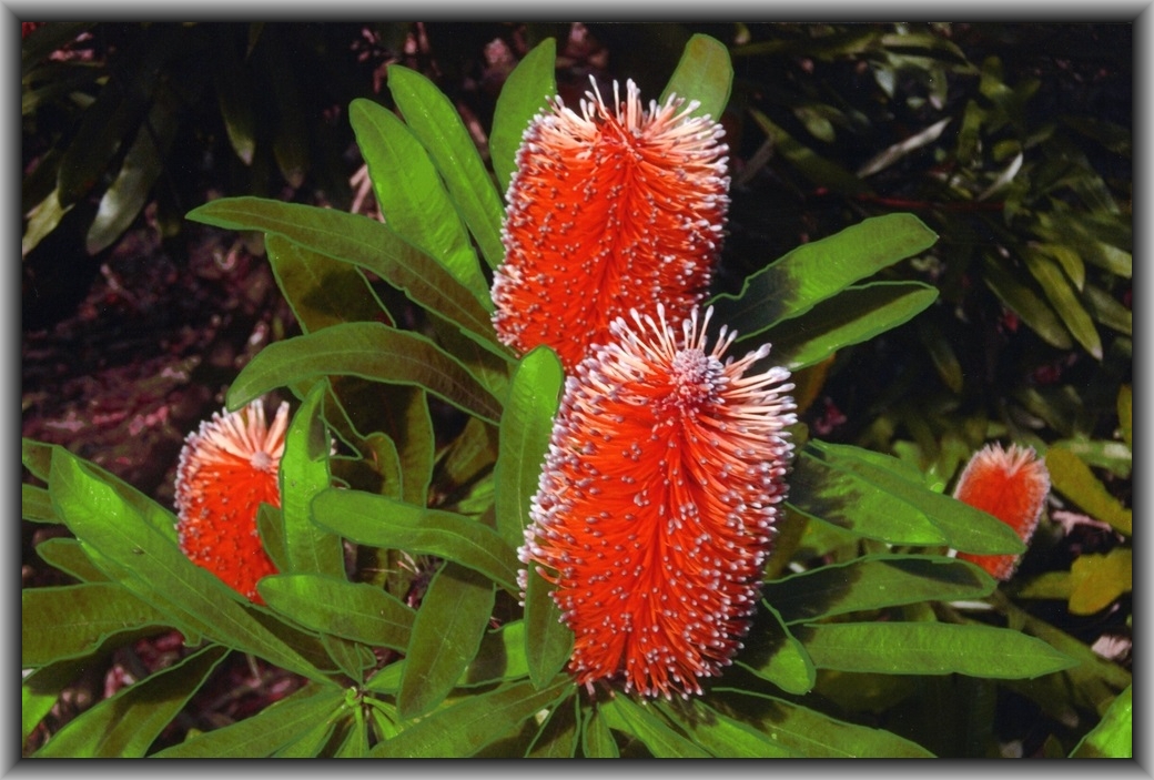 Highly Commended Altered images Vanessa Thompson, Canberra HS "Orange Flower"