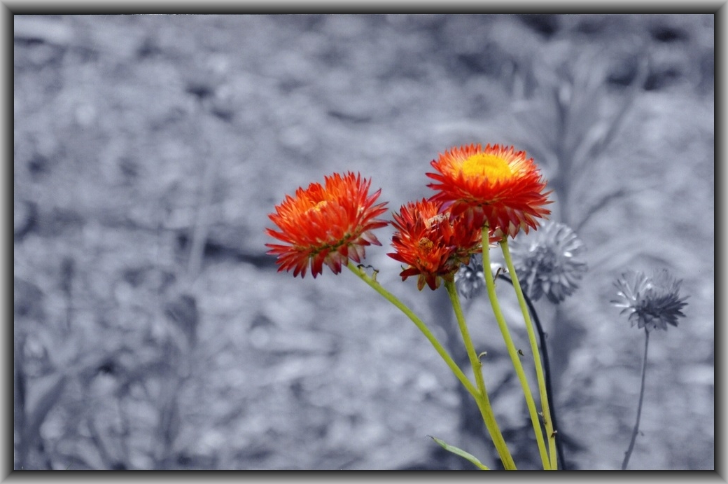 1st Prize Altered images Georgia Claridge, Canberra HS "Sun Set Flower"