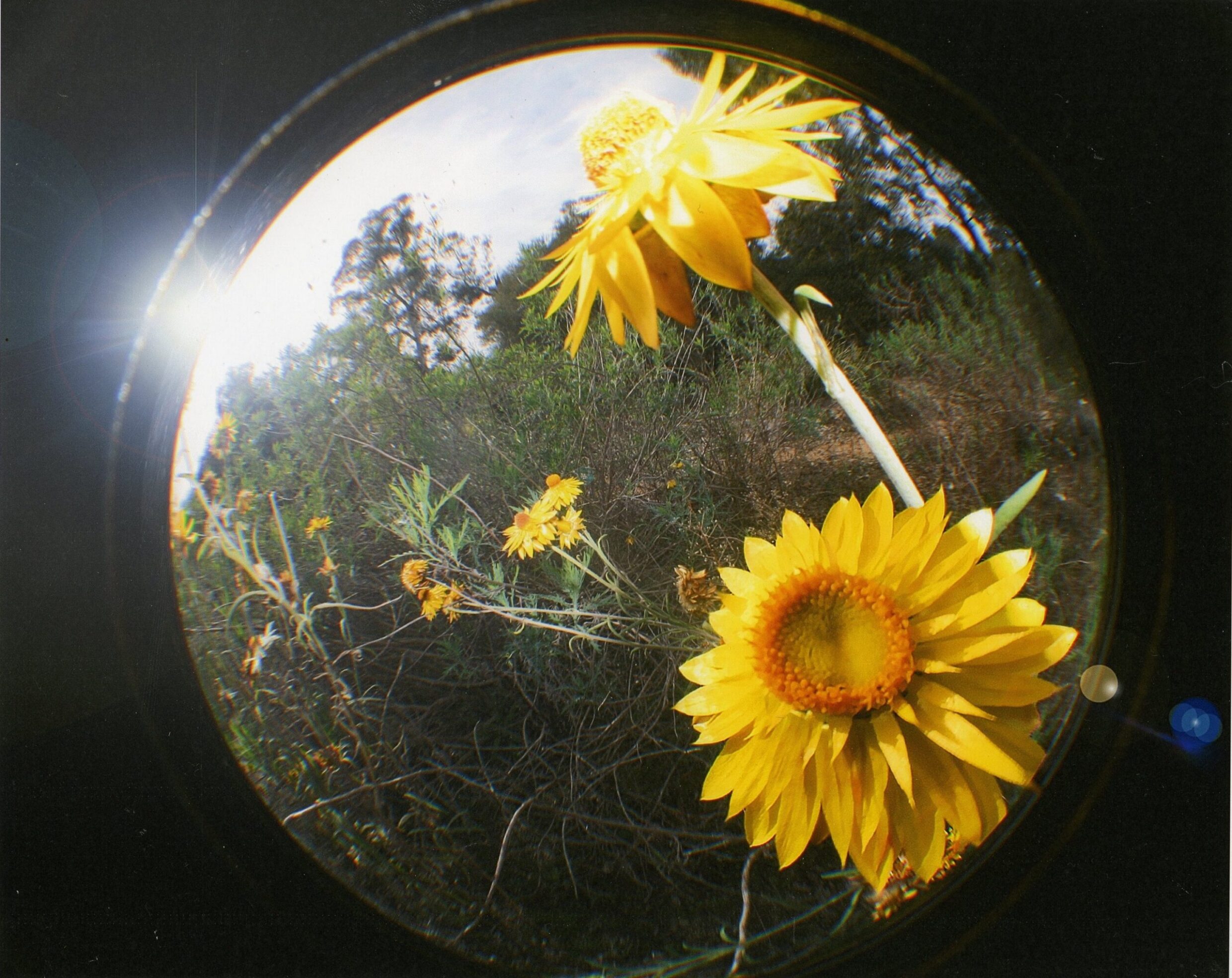 Commended College - Colour Kristen Zeller, Canberra College "17 paper flowers"