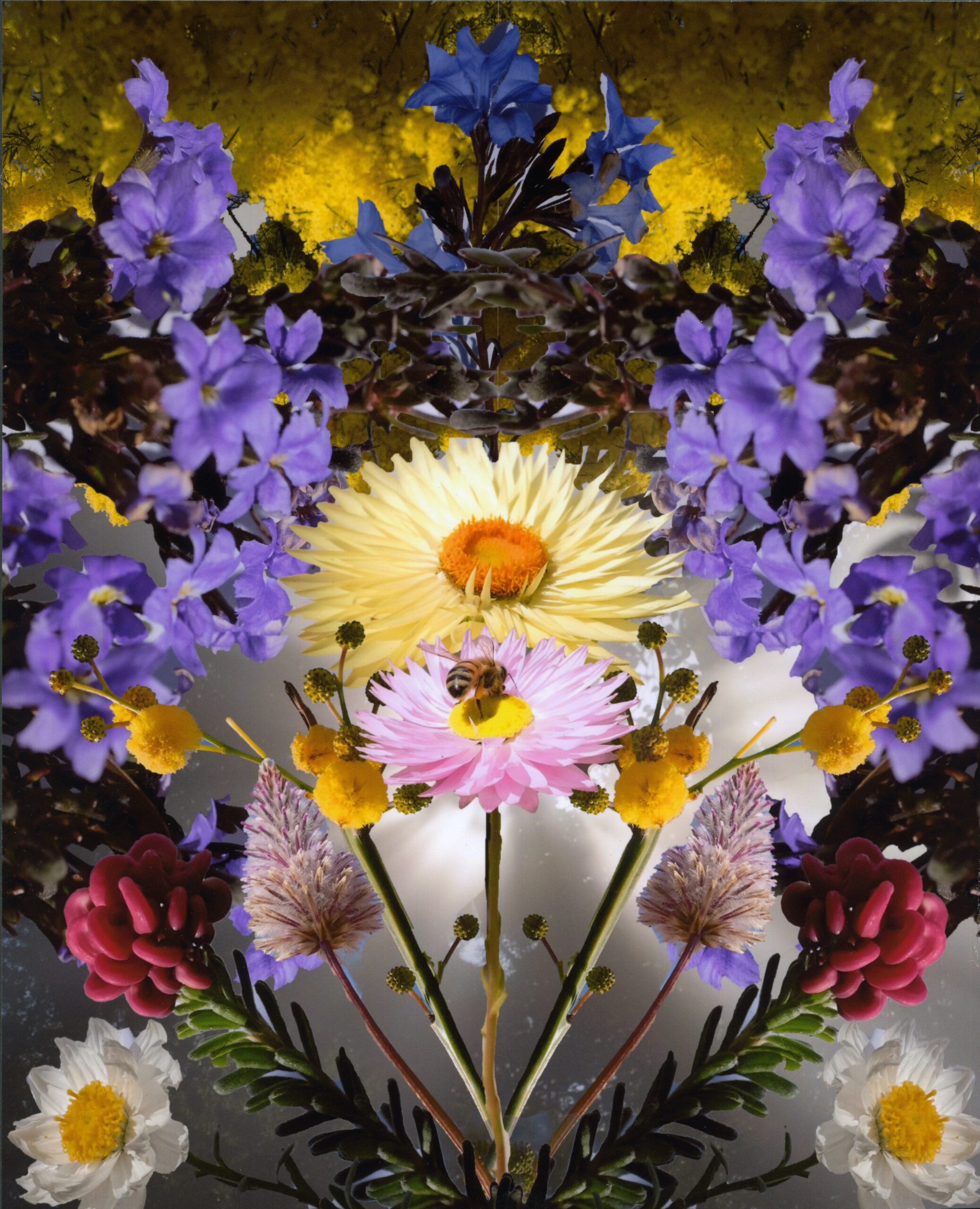 2nd Altered Reality Waltz of the Flowers Roberta Vagnarelli, Canberra High School