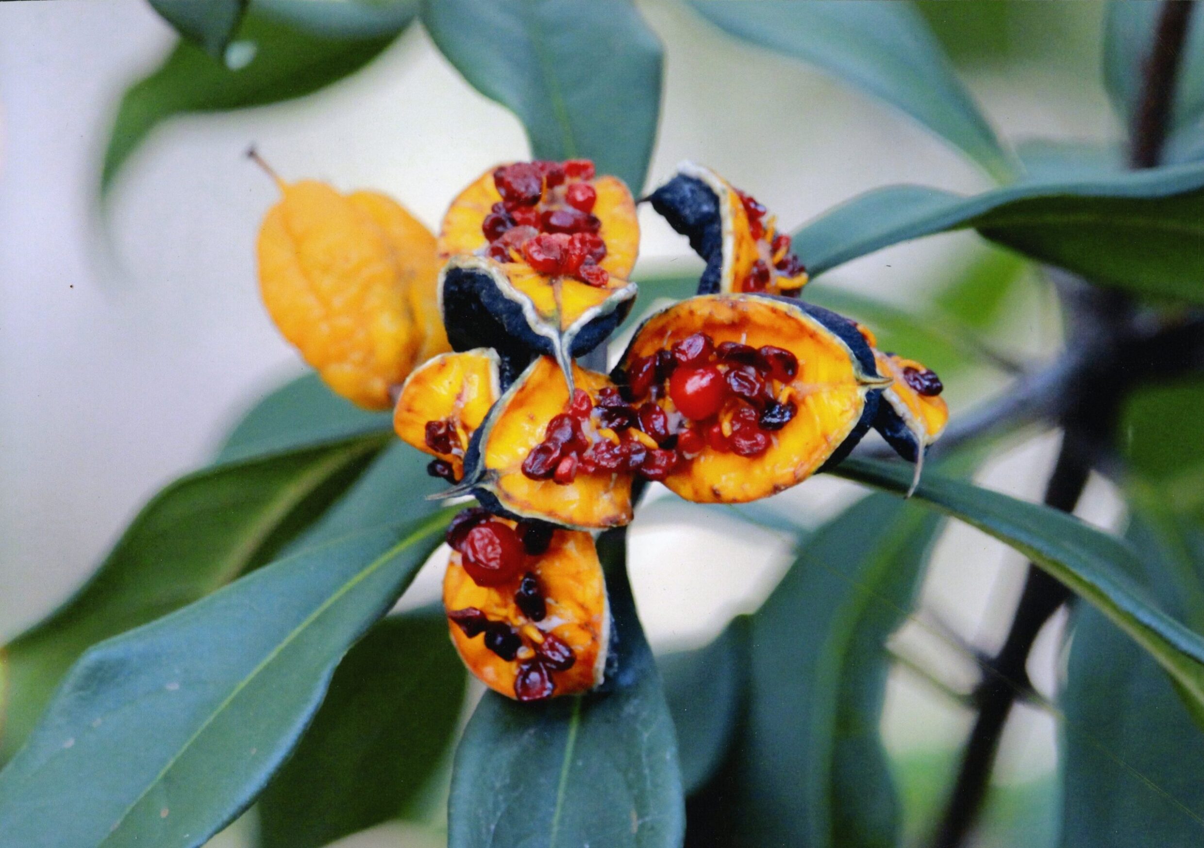 Commended High School - Colour Ryan Crowe, Canberra High School "Tang"