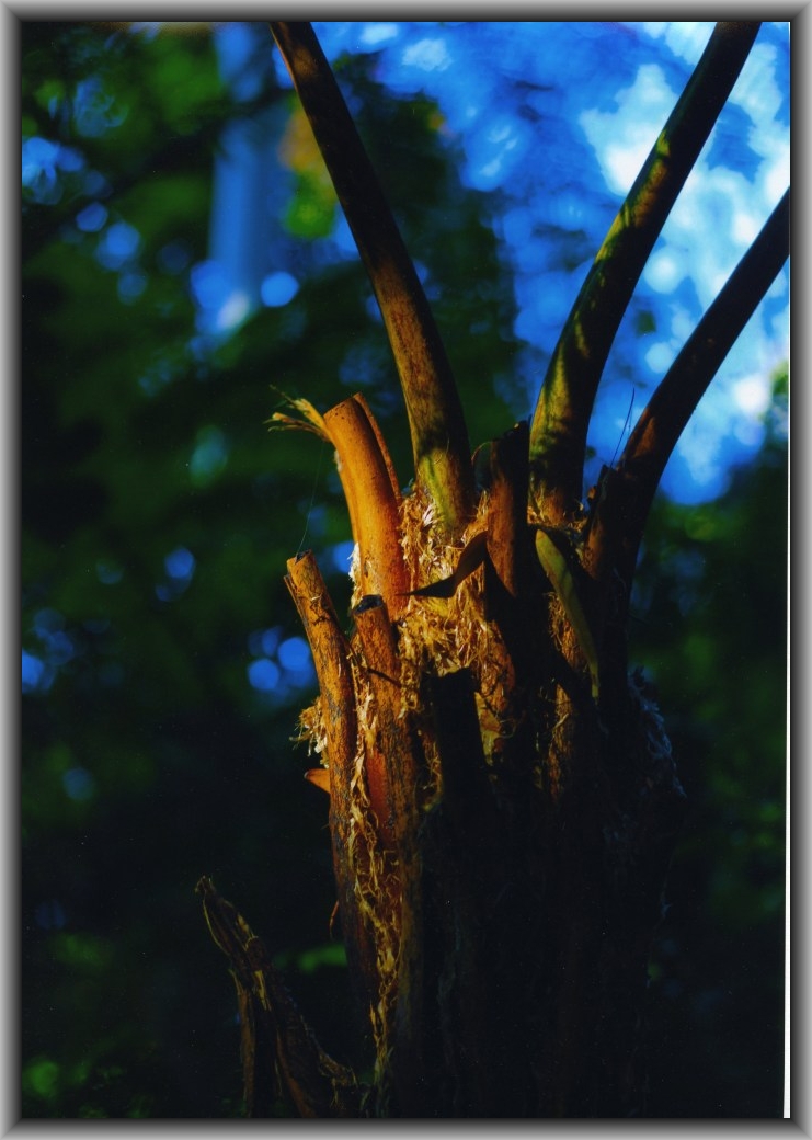 Third Prize: Sian de Guzman, St Clare's College "Light and Dark"