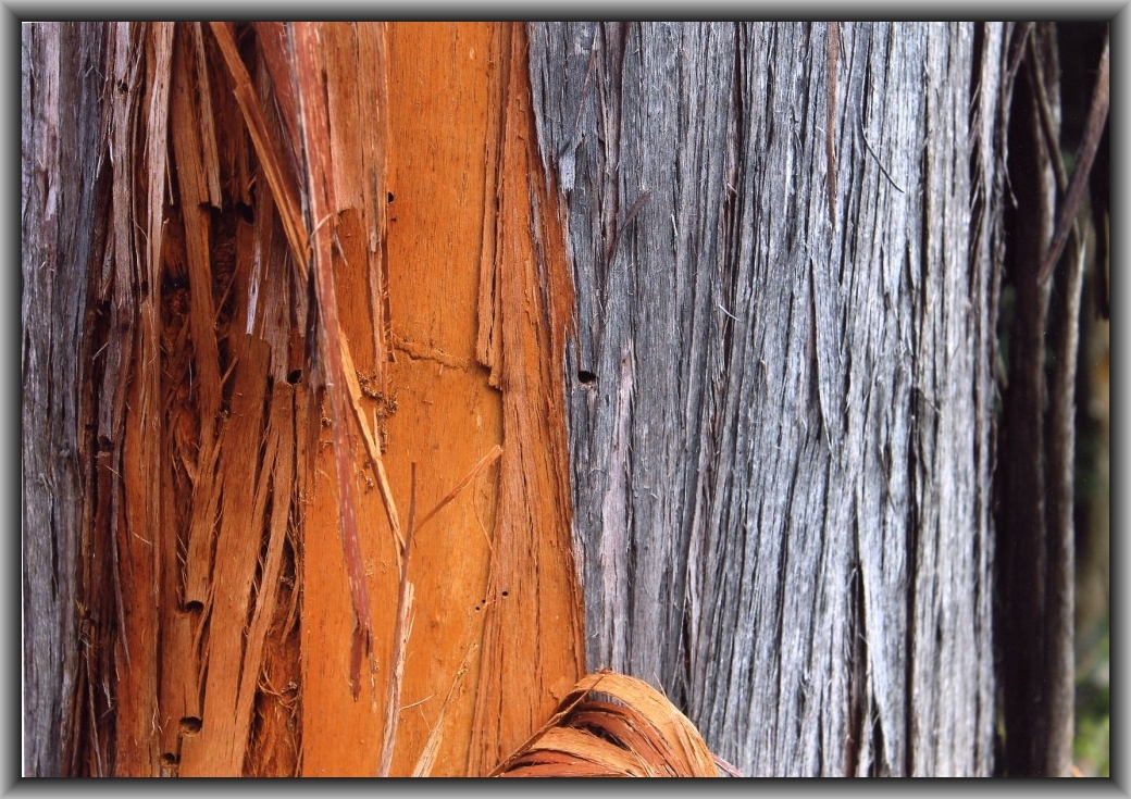 Highly Commended: Rowan McGinness, St Clare's College "Gum Tree Bark"