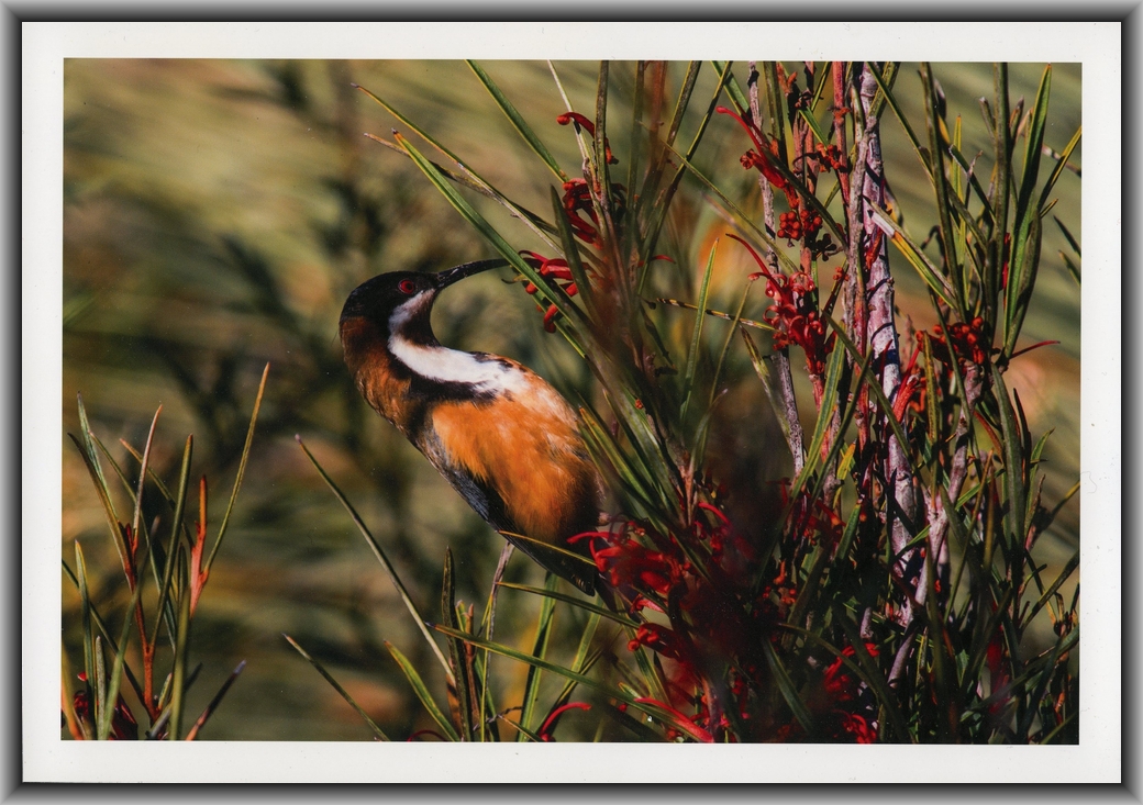 Highly Commended College - Colour Brett Allen, Canberra College "Spinebill"