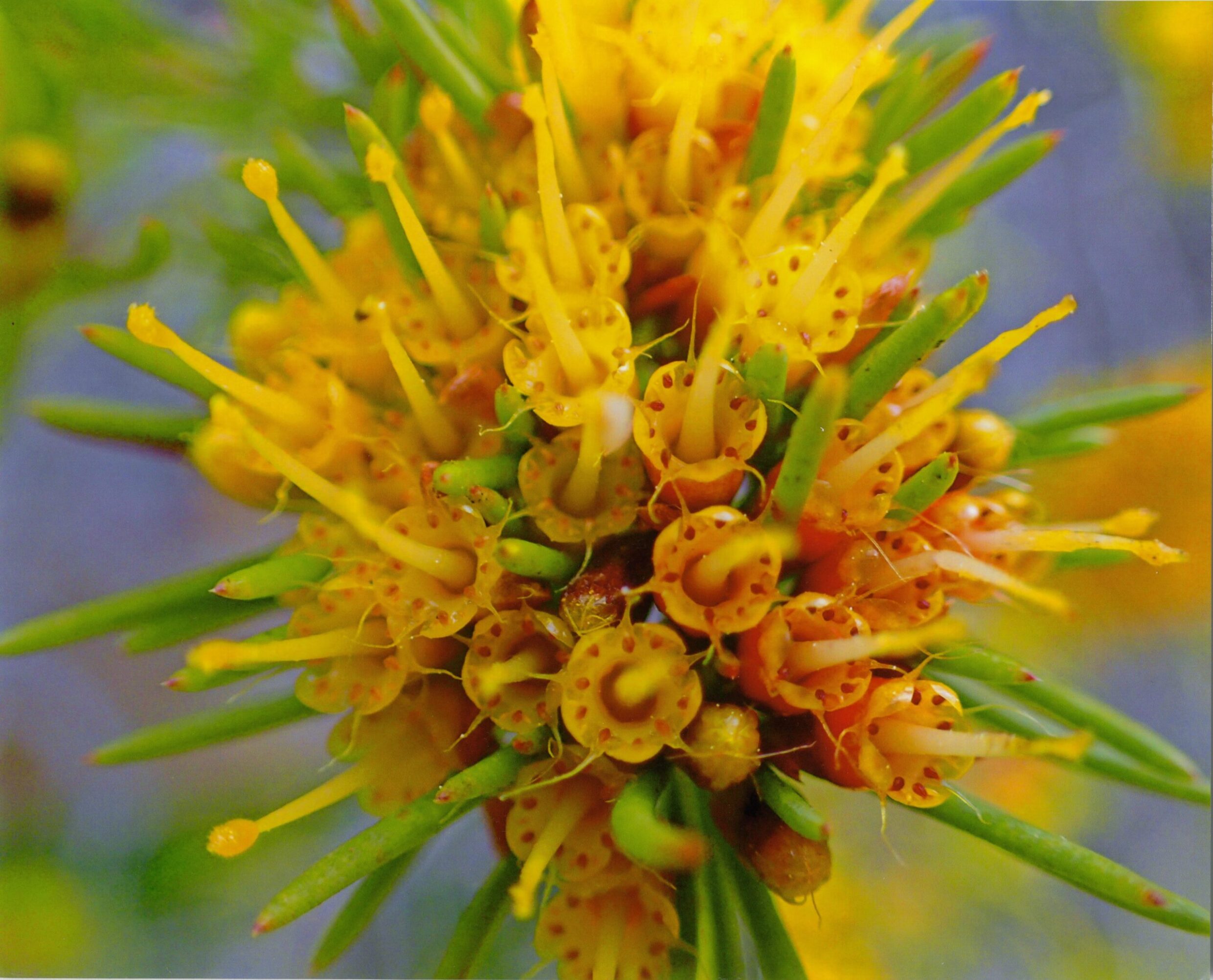 3rd Primary Colour Floral Firework Hugo Potter, Maribynong Primary