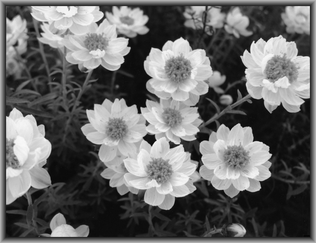 Second Prize: Christine Lee, Canberra HS "Lost in a Meadow"