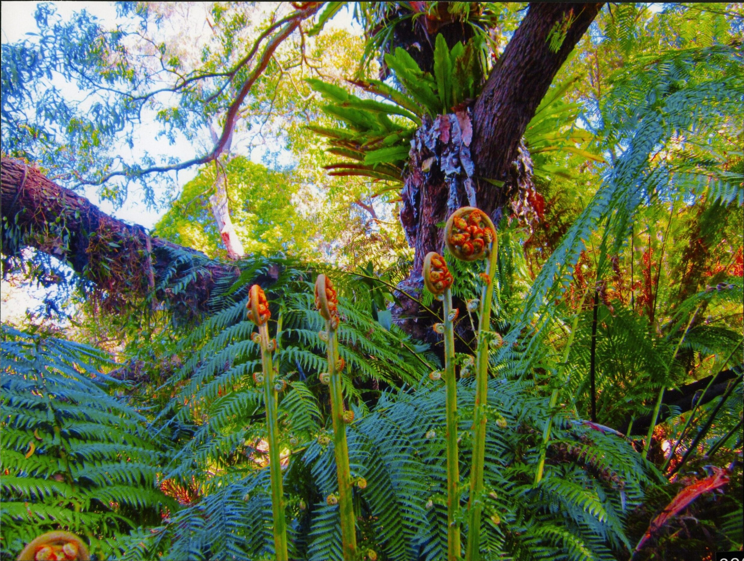 Commended Altered Images Skylar McEwan, Canberra High School "The World of Avatar"