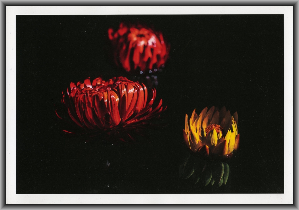 1st Prize College - Colour Brett Allen, Canberra College "Daisies Floating"