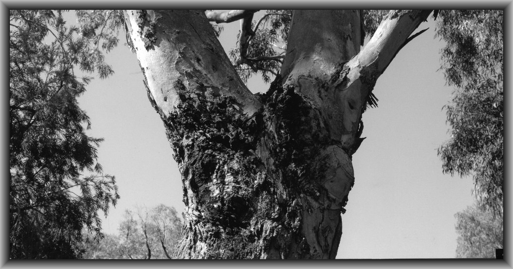 Highly Commended: Matthew Bell, Canberra HS "Fury Tree"