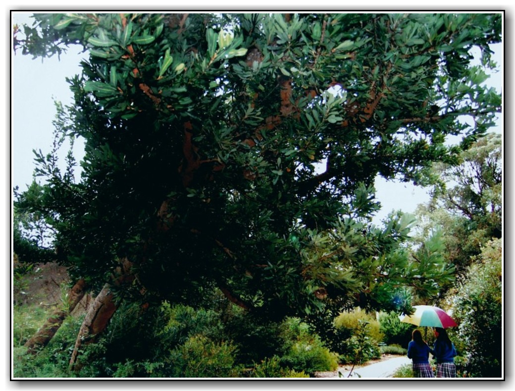 3rd Prize Open - People in the Gardens Michaella Tazreiter, St Clare's College "Under the Tree"