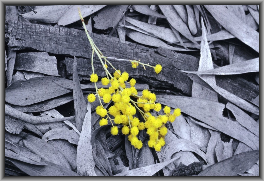 Highly Commended: Jessica Groves, Canberra College "Standing Alone"