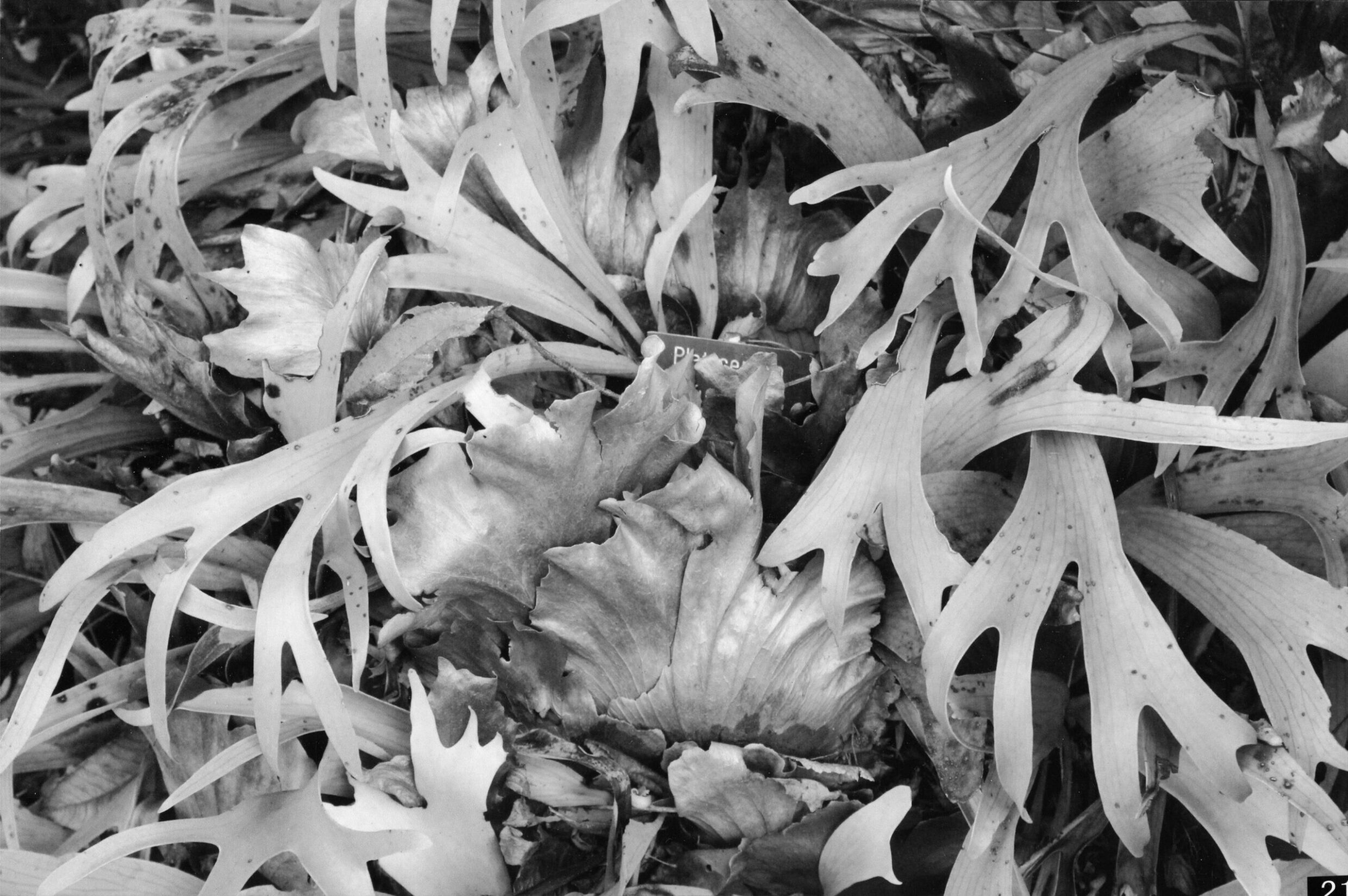 3rd Prize High School - Black and White Shaylah McClymont, Canberra High School "Monsters of the Undergrowth"