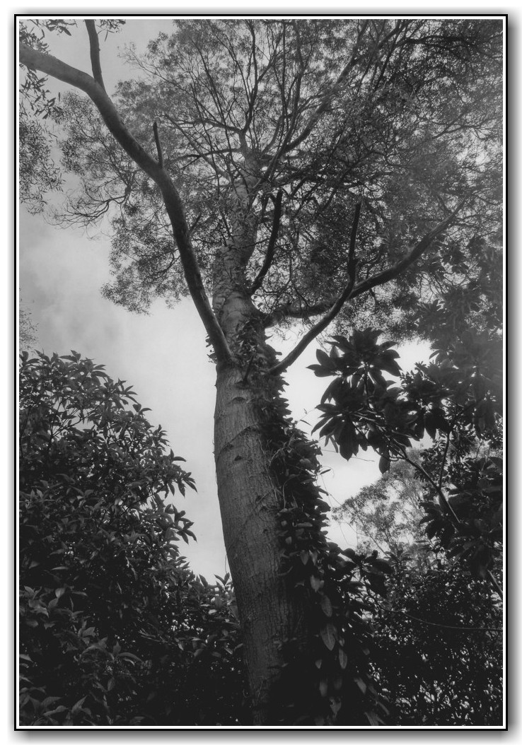 Commended College Black and White Jessica Rooke, St Clare's College "Different Angles of a Tree"