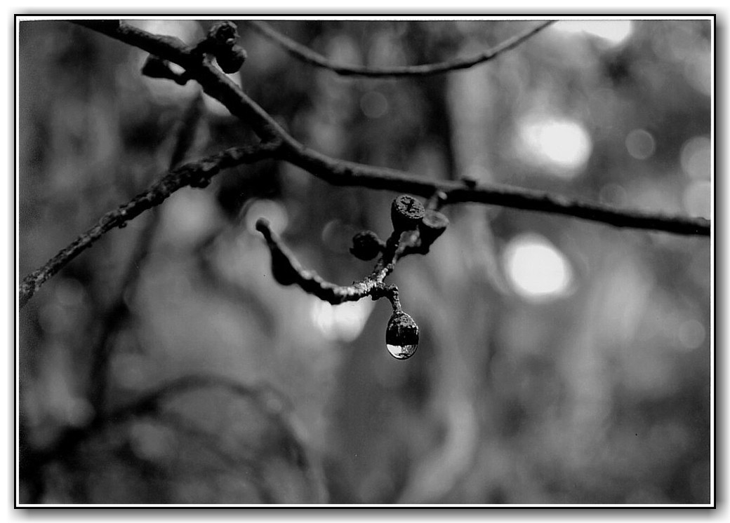 Highly Commended College Black and White Sarah Stapleton, St Clare's College "Gumnut"