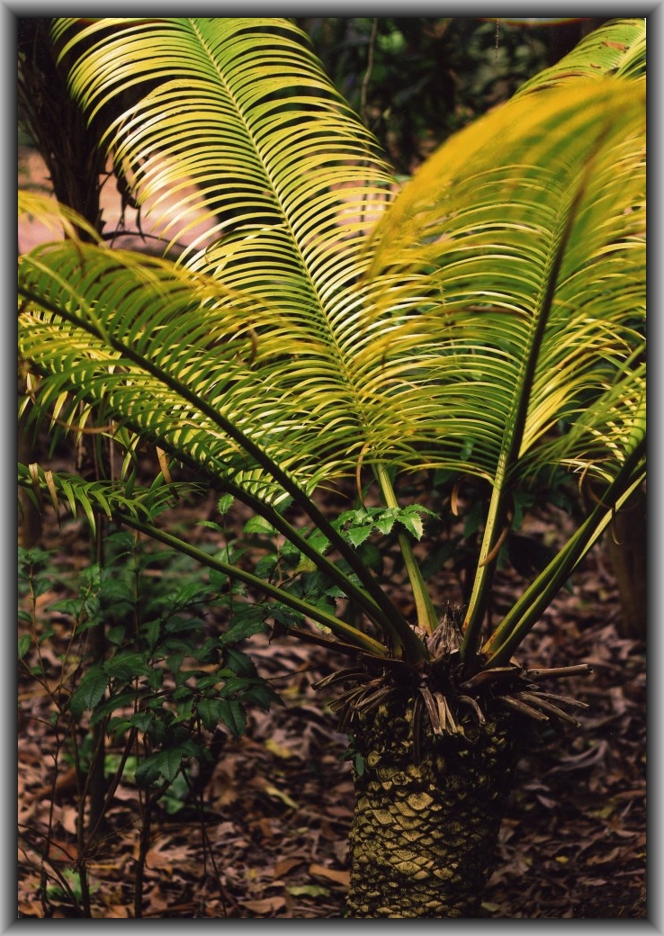 Highly Commended: Danielle Watson, St Clare's College "A Fern"