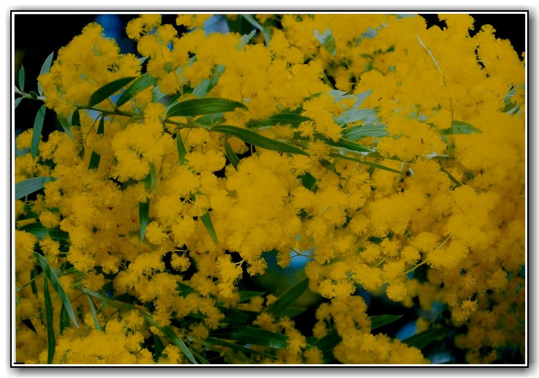 Highly Commended College Colour Ashley Sims, St Clare's College "Wattle Winter"