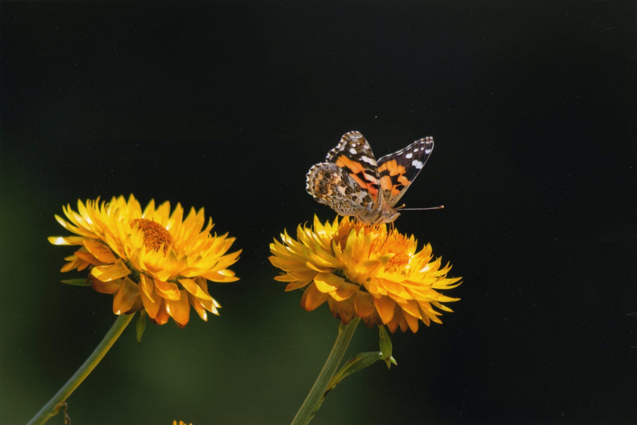 1st Prize Altered Images Hamish Angus, Marist College untitled