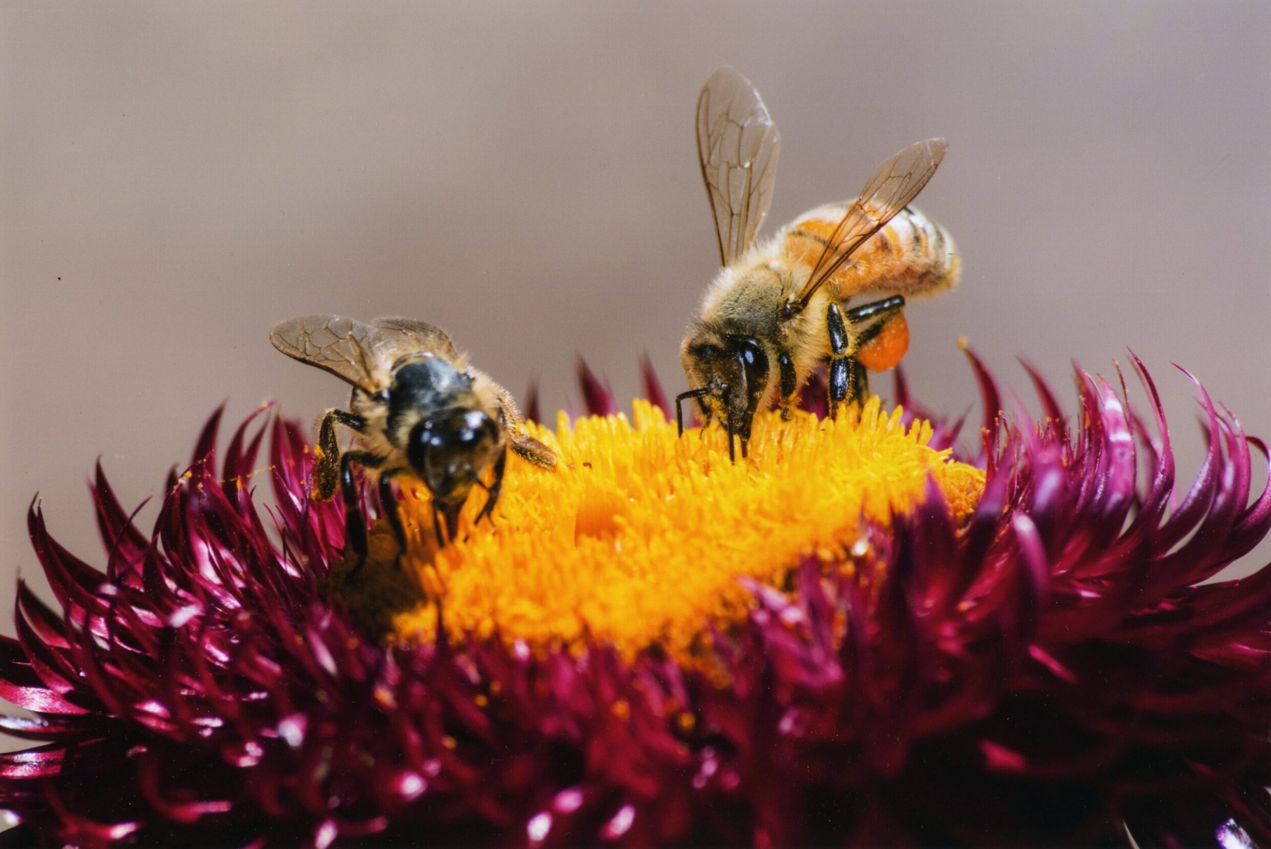 Commended Altered Images Hamish Angus, Marist College untitled