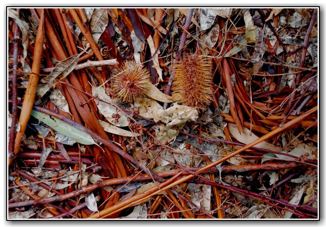 2nd Prize College Colour Jessica Rooke, St Clare's College "Botanical Bark"