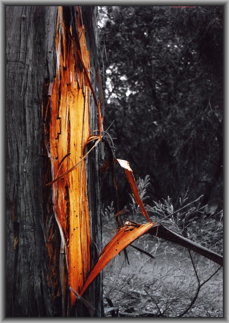 Third Prize: Oneesha Rathnayake, St Clare's College "Tree Trunk"