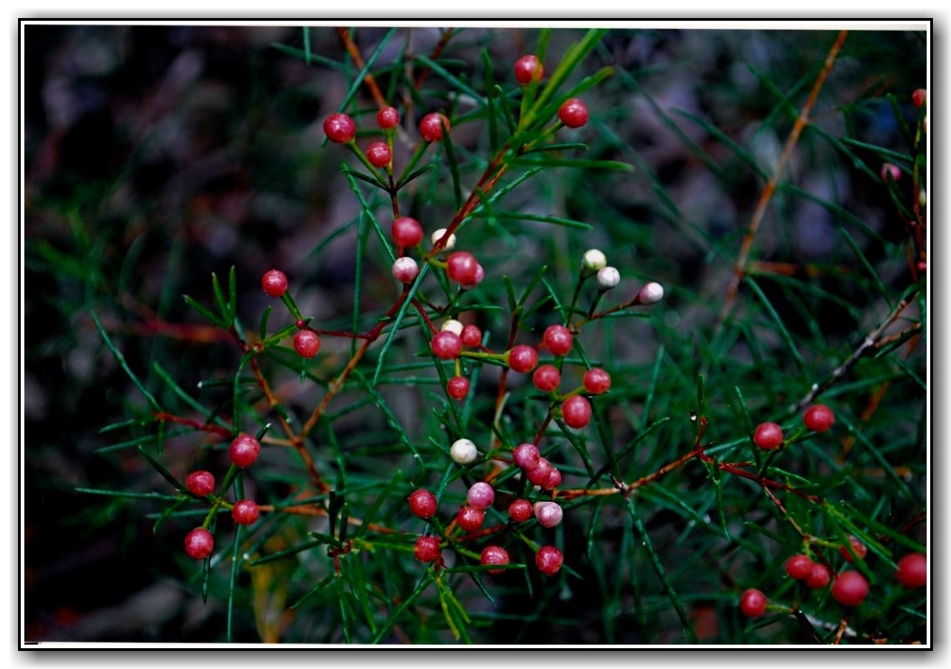 Commended College Colour Danielle Devenish, St Clare's College "Pastel Pink"