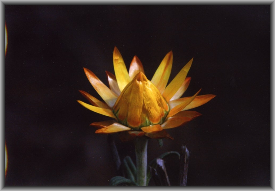 Second Prize: Petra Waters, St Clare's College "Fire in the Dark"