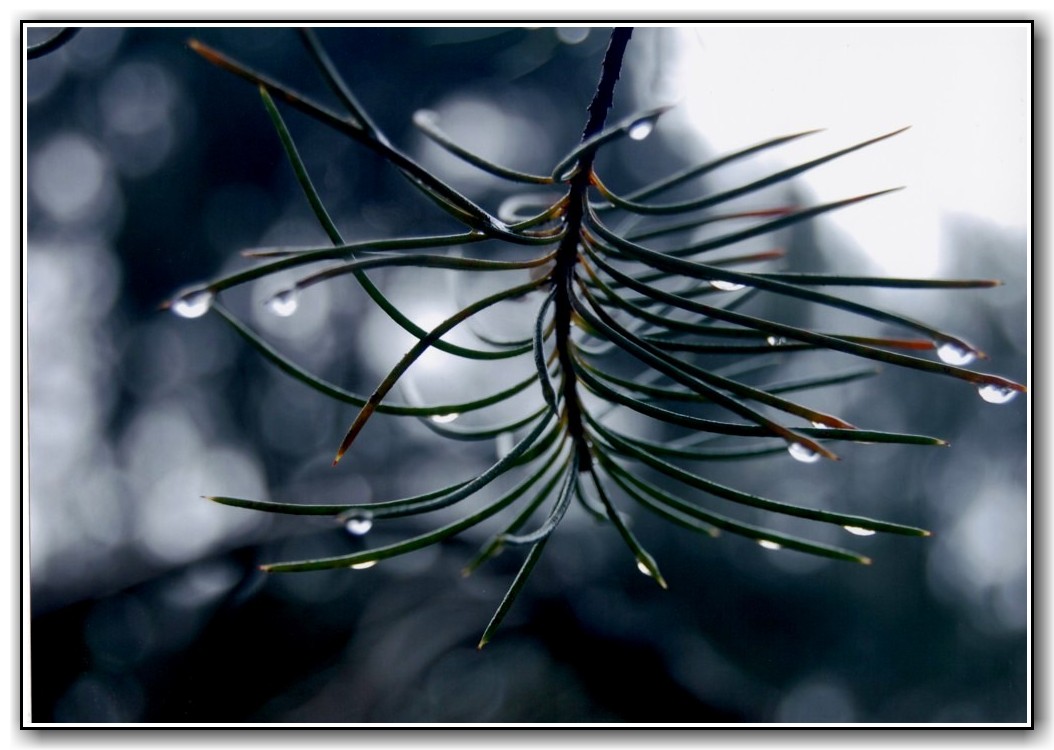 Commended College Colour Olivia Afiabo, St Clare's College "Inside the Garden"