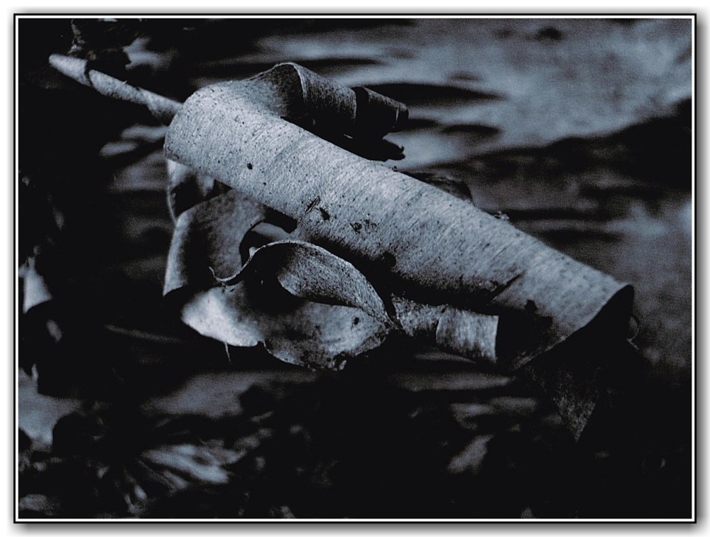 1st "See Me Curl" Rachael Harris, Canberra High School