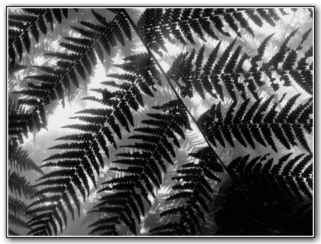 Commended High School Black and White Dominik Hrstic, Canberra High School "Noe Makala"