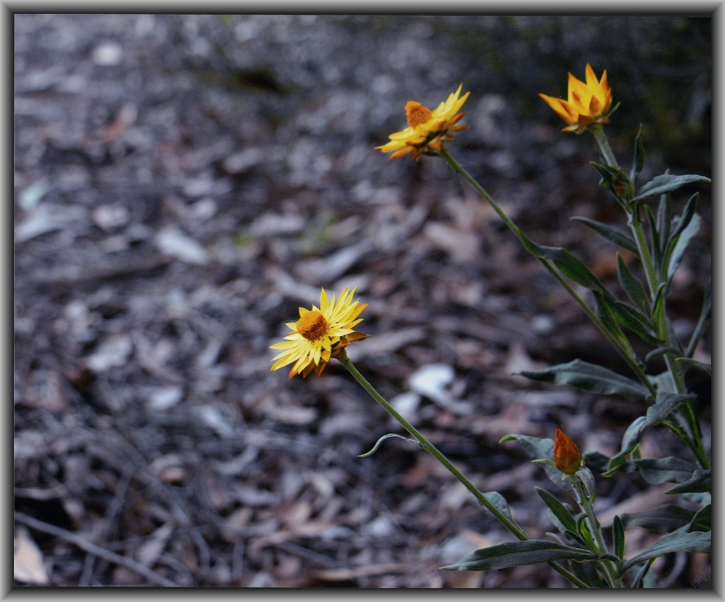 3rd Prize College - Colour Nicholas Cirillo, St Edmund's College "Yellow Flower"
