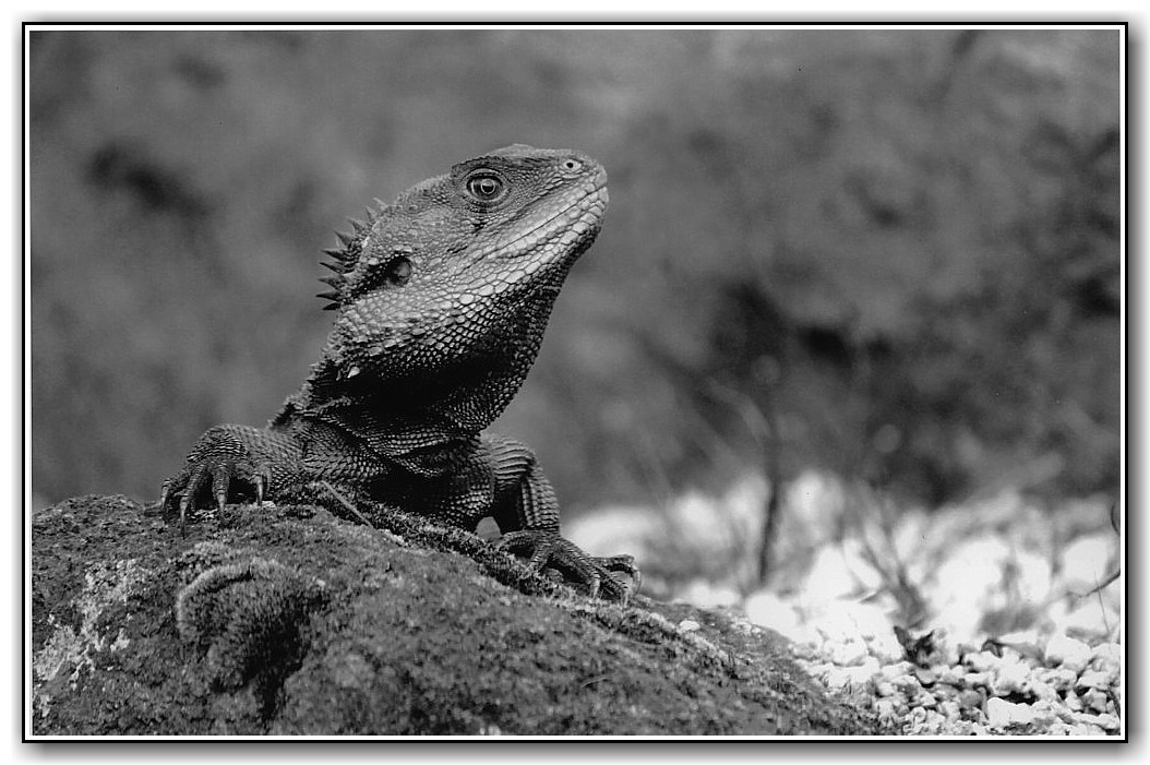 2nd Prize High School Black and White Anna Harper, Canberra High School "Look at Me"