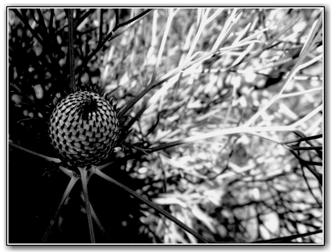 3rd Prize High School Black and White Tyson Olssen, Canberra High School "Spiked"