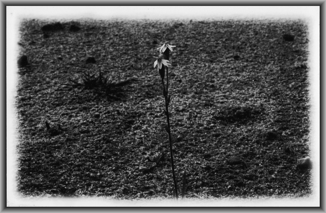 2nd Prize College - Black & white Alva Berghard, Canberra College "Ground Orchid"