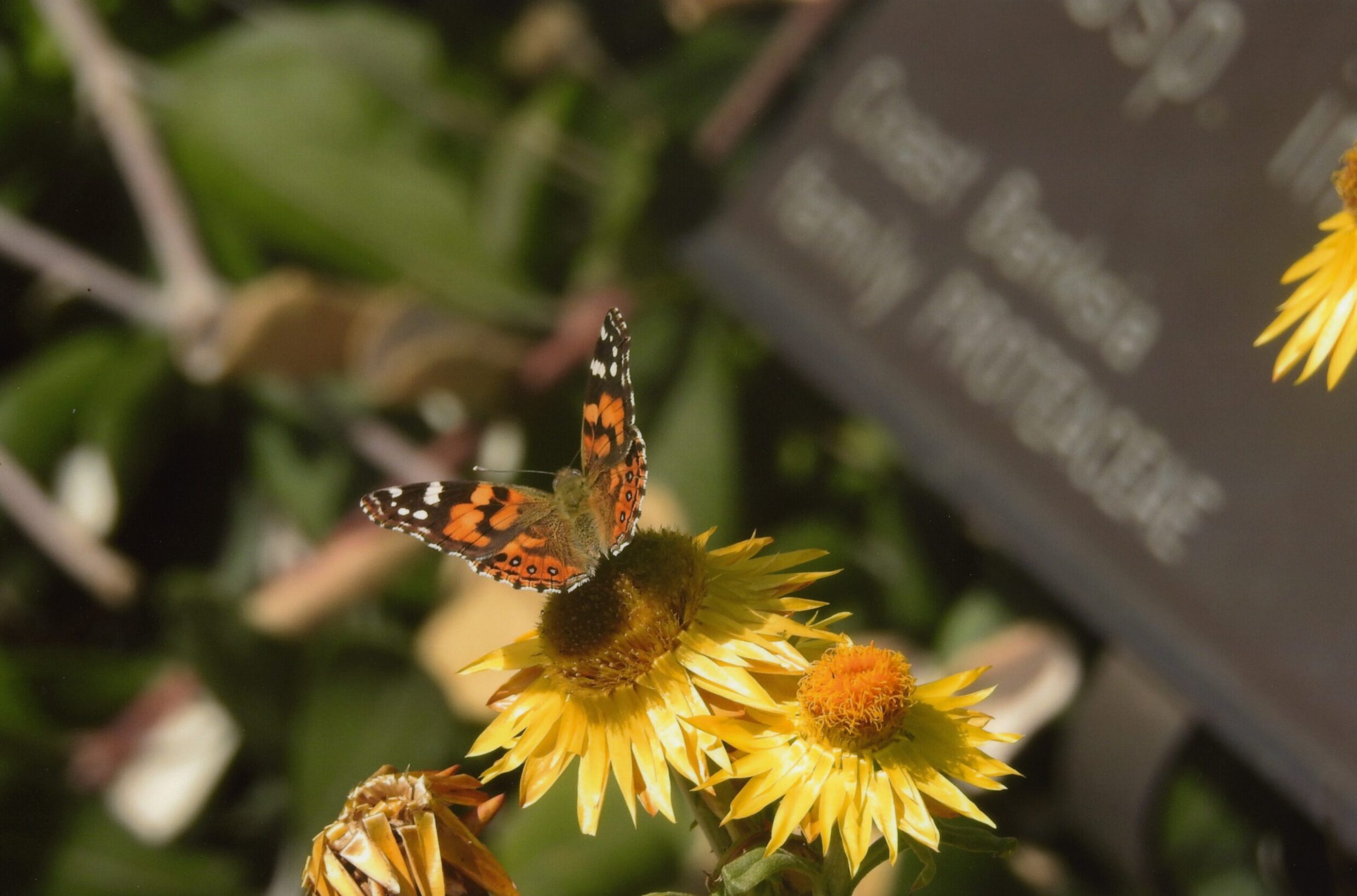 2nd Primary Colour Butterfly Breeze Lily Werner, Aranda Primary