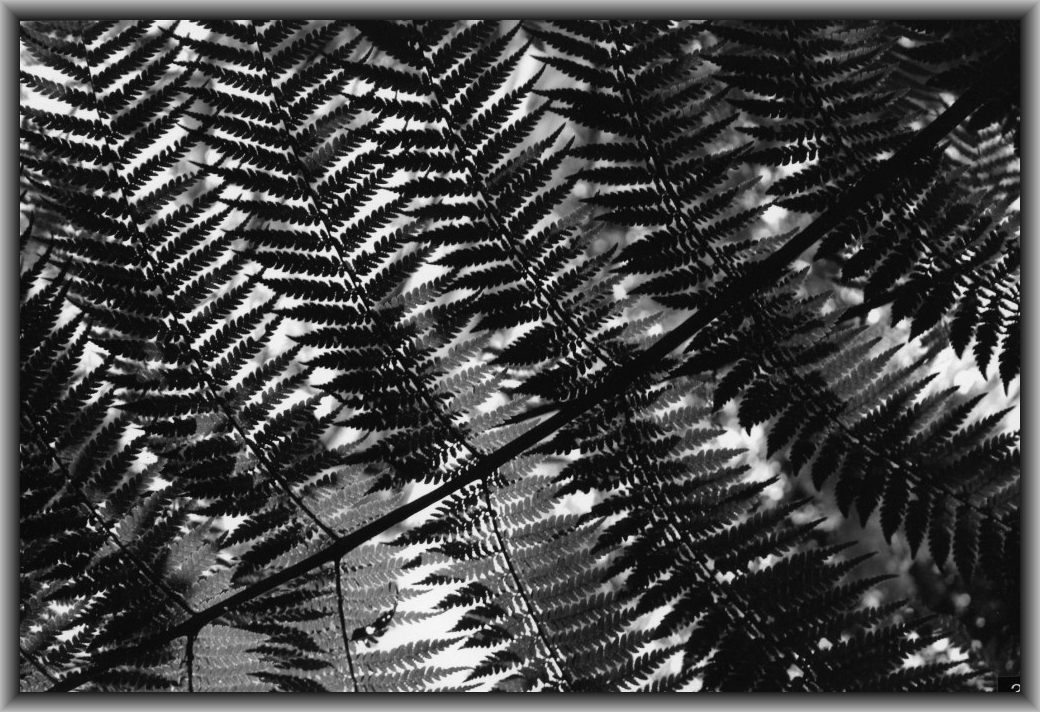 Third Prize: Kaylee Telese, Canberra HS "Shadows"